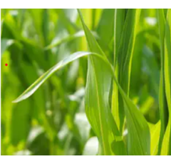 Durano Max | Bayer CropScience