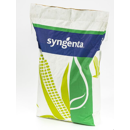 Saatmais - MaxiMaize 237 (S240 K240) | SYNGENTA