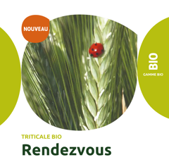 Triticale - Rendezvous - BIO