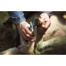 Cisaille à onglons blanche avec lames non crantées 6 mm pour mouton - KAMER