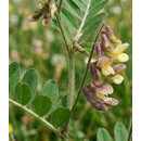Vesce de Pannonie - Ponferada