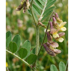 Vesce de Pannonie - Ponferada