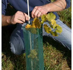 Rebschutznetz Klimawit Light 220 - 50 cm / 60 cm - grün