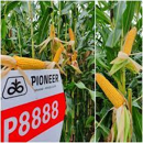 Saatmais - P8888 (S280 K250) PIONEER