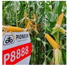 Saatmais - P8888 (S280 K250) PIONEER