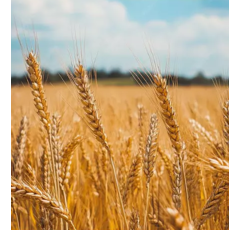 Mortimer - Winterweizen