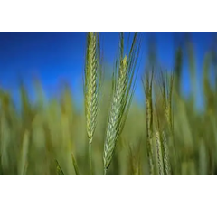 Triticale RGT KADJAC