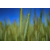 Triticale RGT KADJAC