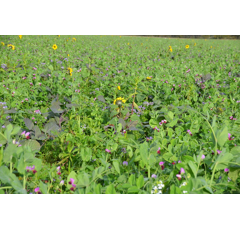 Zwischenfruchtmischung - TerraLife MaisPro TR 30