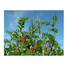 Zwischenfruchtmischung - TerraLife Landsberger Gemenge organic