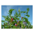 Zwischenfruchtmischung - TerraLife Landsberger Gemenge organic