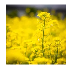 CROMAT | Hybrider Winterraps