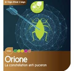 Orge d'hiver fourragère - Orione
