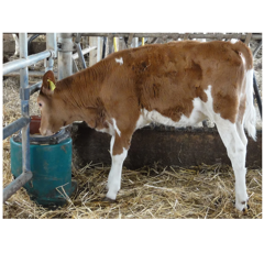 Abreuvoir à flotteur chauffant 43A | SUEVIA