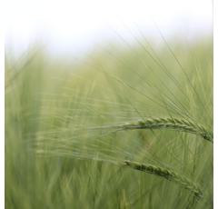 KWS Somerset - Wintergerste