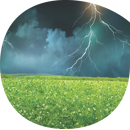 Pois protéagineux jaune d'hiver - Foudre