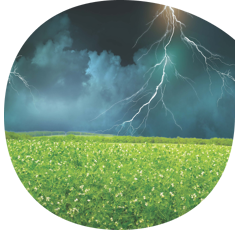 Pois protéagineux jaune d'hiver - Foudre