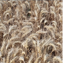 Trigo blando alternativo- Alfarras - Aristado