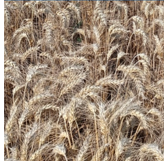 Trigo blando alternativo- Alfarras - Aristado