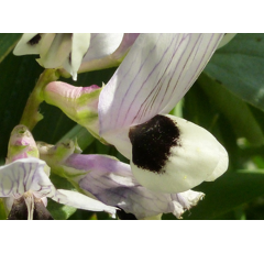 Winterackerbohne GL Arabella Bio