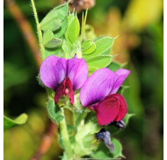 Vesce velue - Hungvillosa