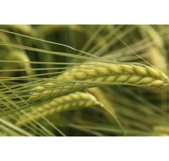 Almut - Wintergerste