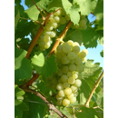 Keltertraube - Bacchus ST14 - Unterlage 5BB - Hochstammrebe