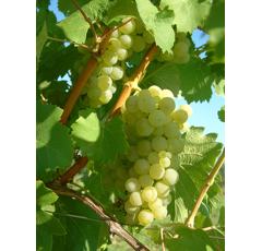 Keltertraube - Bacchus ST14 - Unterlage 5BB - Hochstammrebe