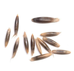 SAIA 6 BIO - Rauhafer