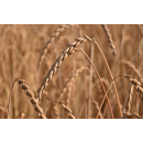 Alboretto - Winterdinkel