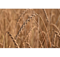 Alboretto - Winterdinkel