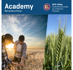 Blé tendre d'hiver - Academy