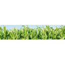 Saatmais - SY Remus (S240) SYNGENTA