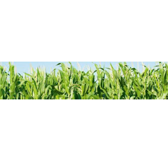 Saatmais - SY Remus (S240) SYNGENTA