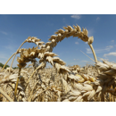 Winterweichweizen - Nordkap - BIO