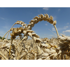 Winterweichweizen - Nordkap - BIO