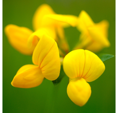 Lotier corniculé - Baco