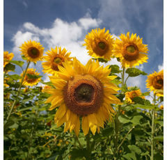 Sonnenblume High-Oleic (HO), mittelfrüh - sores_st