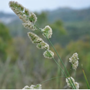Dactyle précoce - Berta - BIO