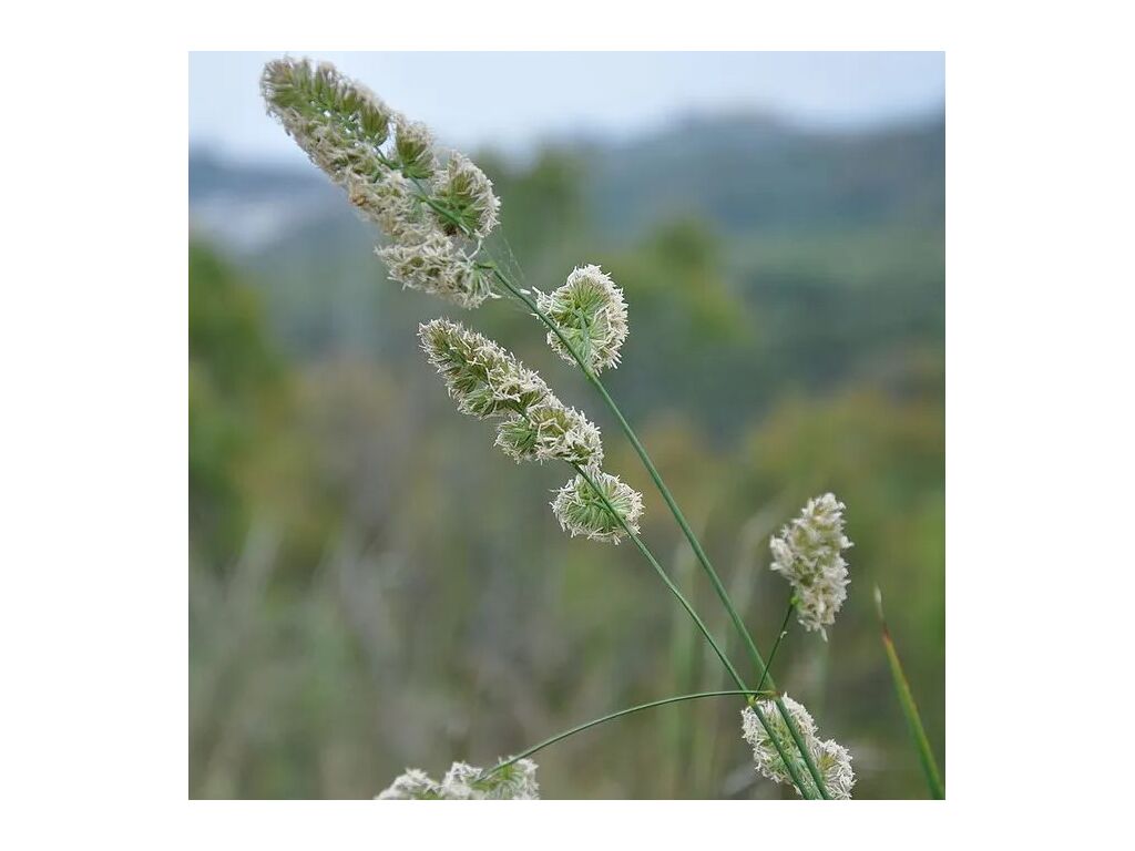 Erba mazzolina Luxor BIO Agriqo