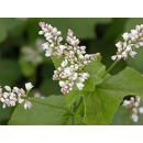 Sarrasin panifiable - Harpe