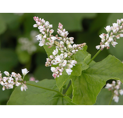 Sarrasin panifiable - Harpe