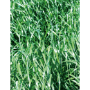 RGH tétraploïde - Rubrido