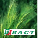 Blé dur - RGT Anvergur