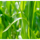 SoilGuard 0.5 GR I Insektizid