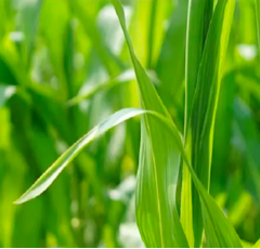 SoilGuard 0.5 GR I Insektizid