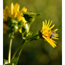 Silphie perfoliée - Abica Perfo