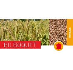 Triticale - Bilboquet