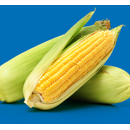 Saatmais - Bazuk (S235 K235) AGASAAT