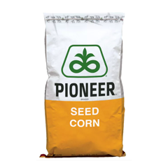 Saatmais - P9944 ÖKO (S300 K300) PIONEER